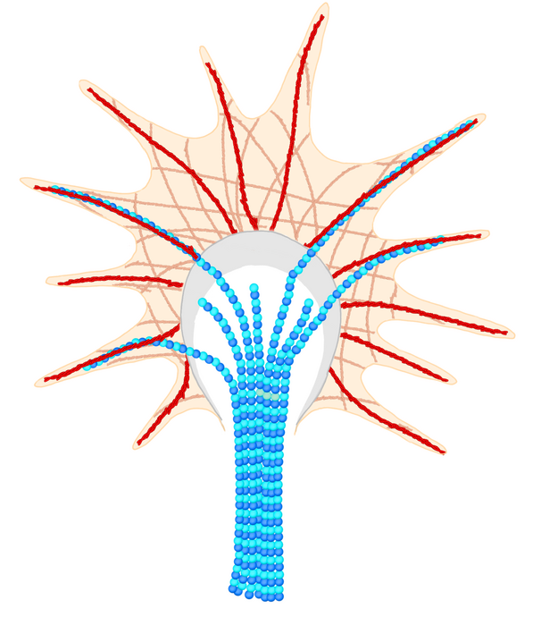 Growth Cone