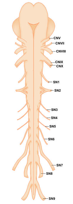 Frog Spinal Cord
