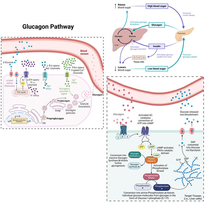 Glucagon Release in Response to Low Blood Sugar