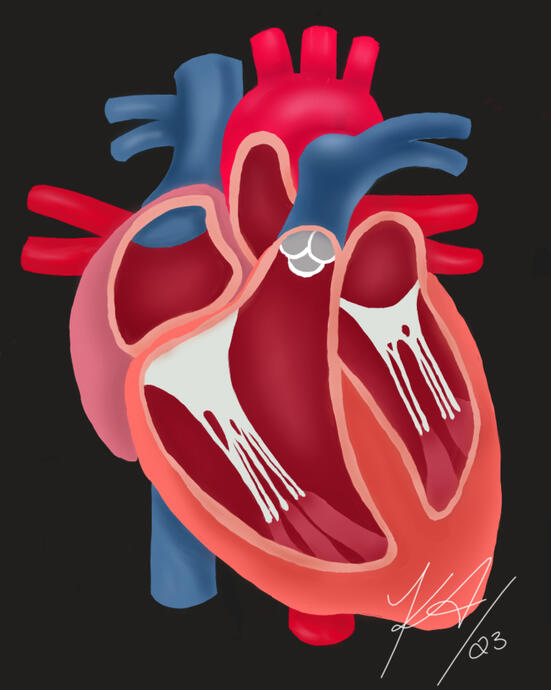 Heart