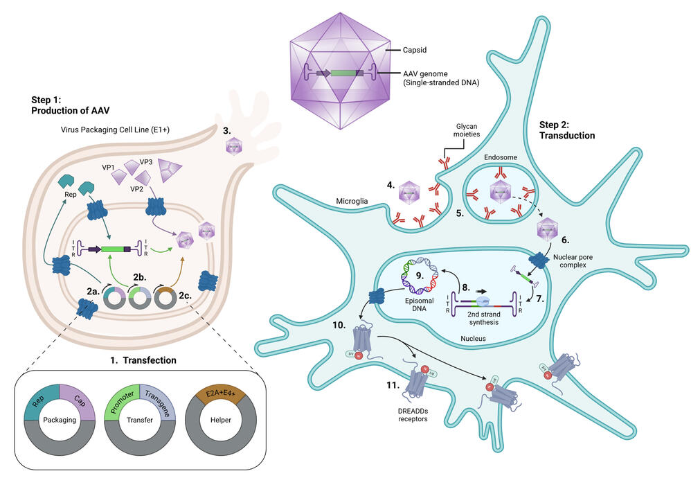 Production and Transduction of AAV virus