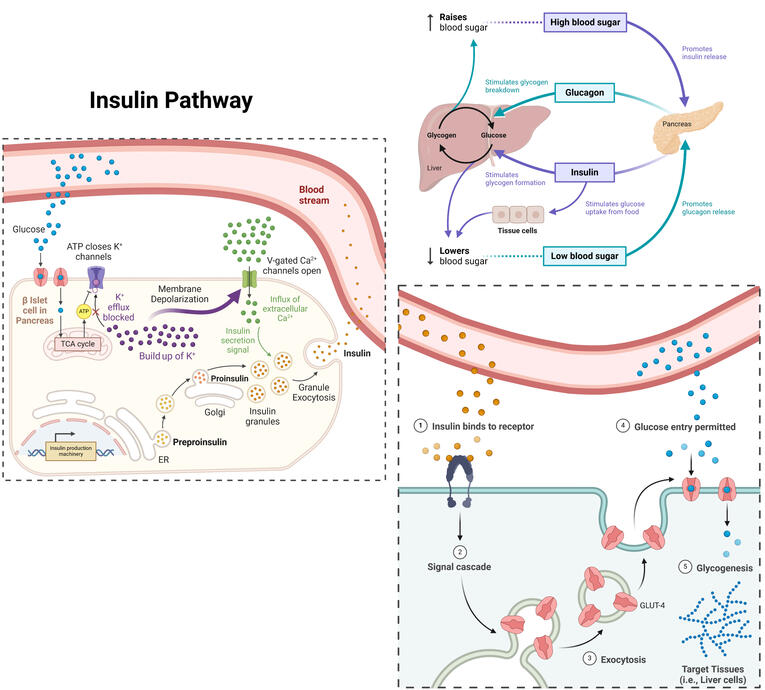 Insulin Release in Response to High Blood Sugar