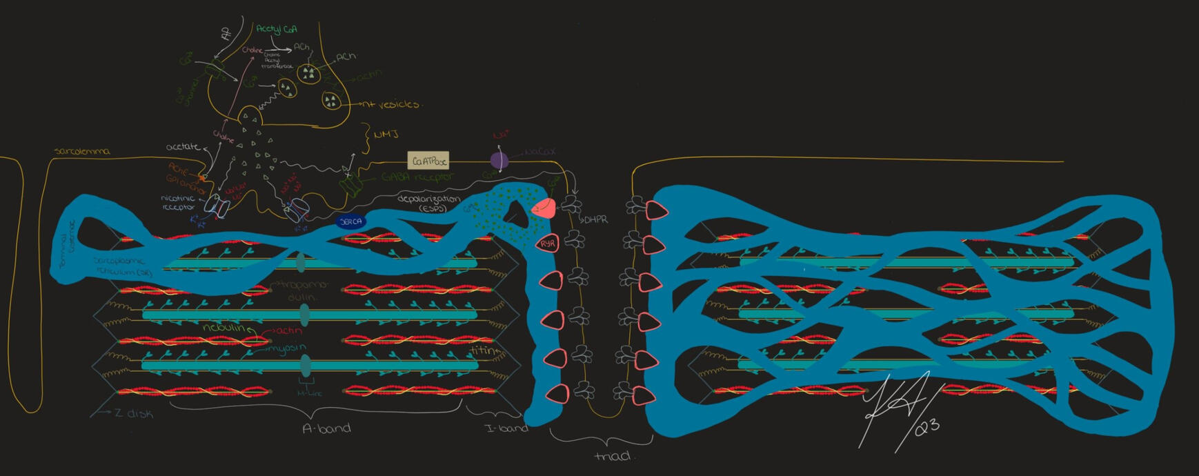 Neuromuscular Junction