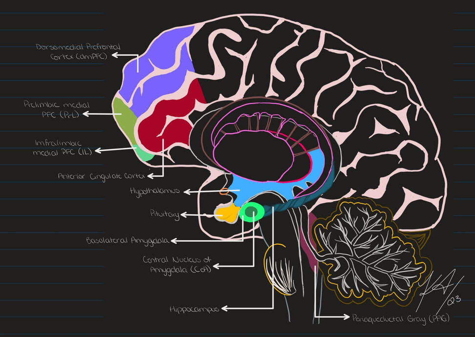 Basic Brain Anatomy