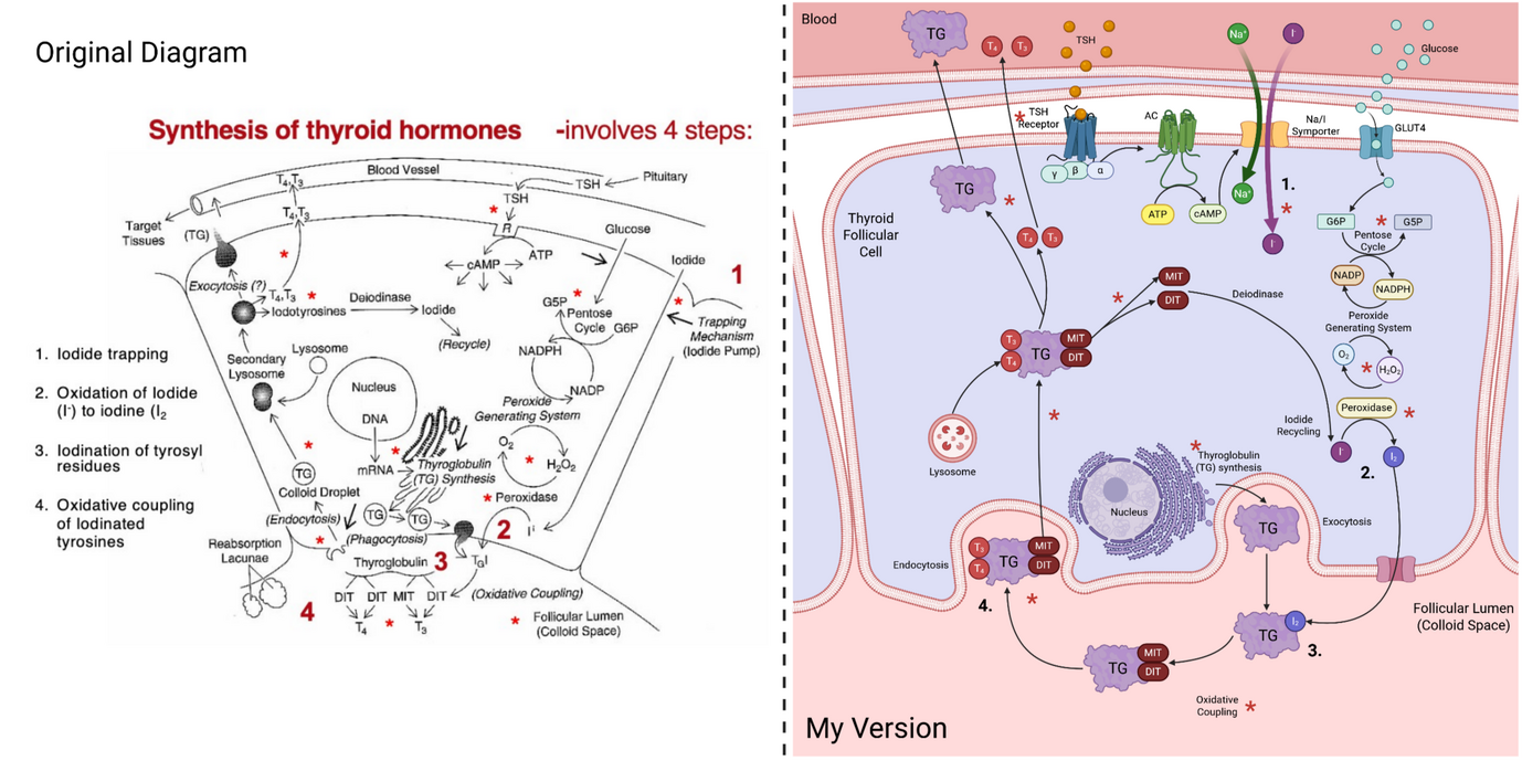 Thyroid Hormone Synthesis Pathway