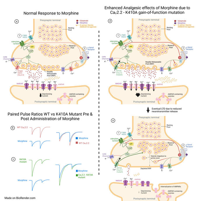 Mechanism Explaining Long Term Depression (LTD)