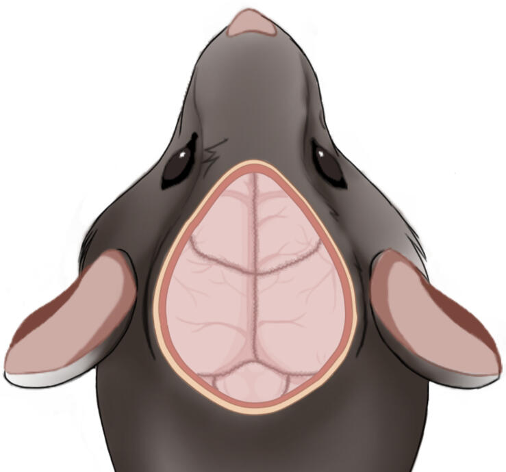 Mouse Craniotomy