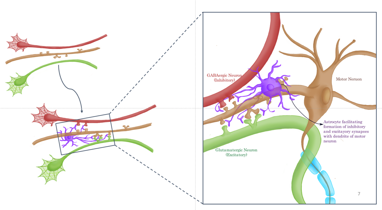 Role of Astrocytes in Synaptogeneis
