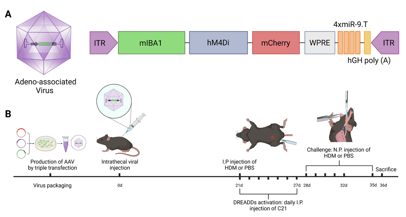 AAV transduction protocol