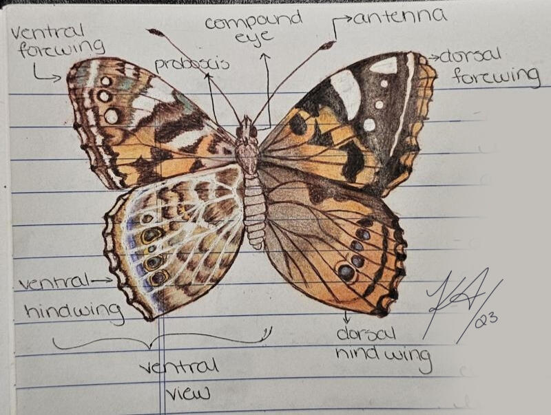 Painted Lady Anatomy